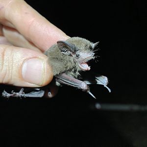 Lesser Doglike Bat (Peropteryx macrotis)