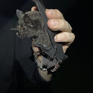 Greater Spear-nosed Bat (Phyllostomus hastatus)