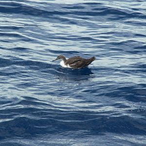 Galapagos Shearwater (Puffinus subalaris)
