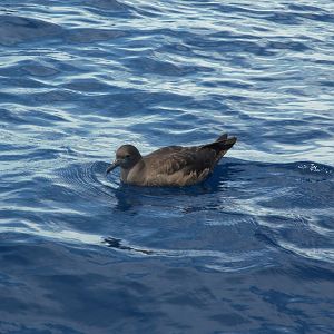 Sooty Shearwater (Ardenna grisea)