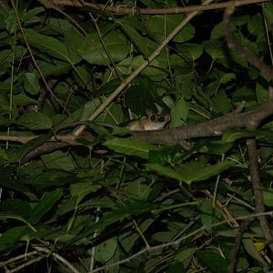 Mexican Mouse Opossum (Marmosa mexicana)