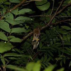 Mexican Mouse Opossum (Marmosa mexicana)