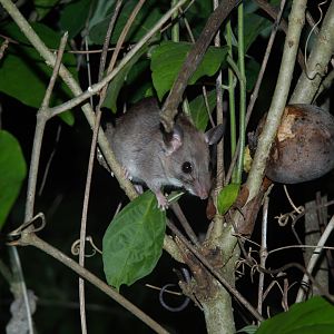 Big-eared Climbing Rat (Ototylomys phyllotis)