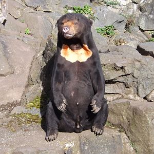 Male Sun Bear - Rotana