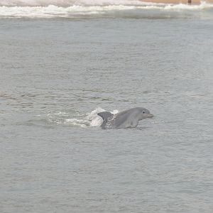 Common Bottlenose Dolphin (Tursiops truncatus)
