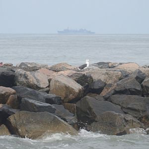 Great Black-backed Gull (Larus marinus)