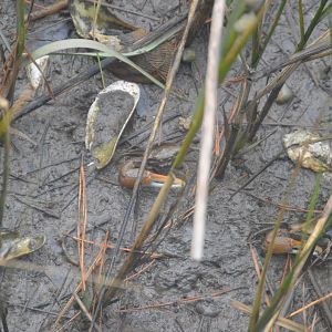 Red-jointed Fiddler Crab (Minuca minax)
