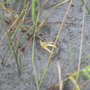 Mud Fiddler Crab (Minuca pugnax)