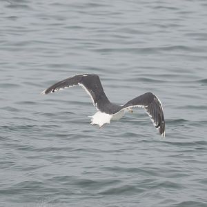 Great Black-backed Gull (Larus marinus)
