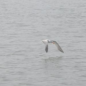 Royal Tern (Thalasseus maximus) - NEED ID