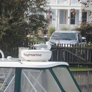 Herring Gull (Larus argentatus)