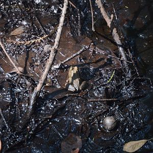 American Bullfrog (Lithobates catesbeianus)