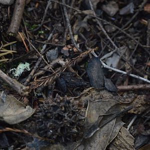 Southern Cricket Frog (Acris gryllus)