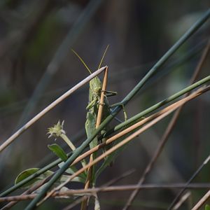 Short-horned Grasshopper (Acrididae)