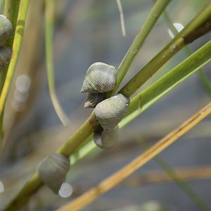 Marsh Periwinkle (Littoraria irrorata)