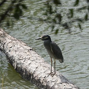 Yellow-crowned Night-Heron (Nyctanassa violacea)