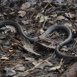 North American Racer (Coluber constrictor)