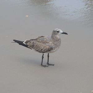 Laughing Gull (Leucophaeus atricilla)
