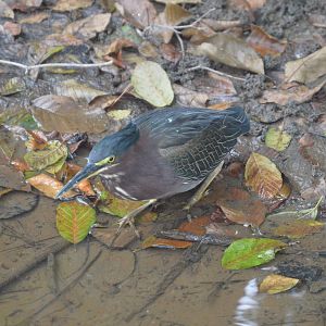 Green Heron (Butorides virescens)