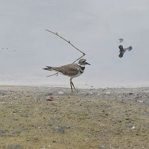 Killdeer (Charadrius vociferus)