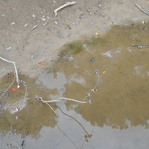 Northern Watersnake (Nerodia sipedon sipedon)