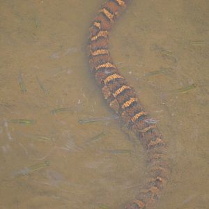 Northern Watersnake (Nerodia sipedon sipedon) swimming amongst fish.