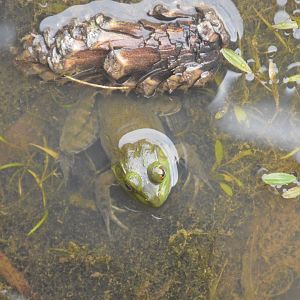 American Bullfrog (Lithobates catesbeianus)