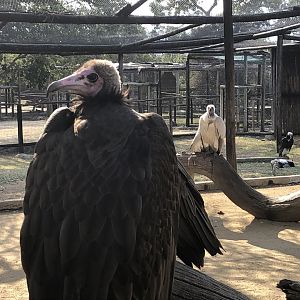 3 species of South African vulture | Moholoholo Animal Rehabilitation Centre
