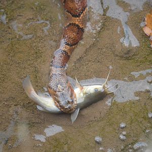 Northern Watersnake (Nerodia sipedon sipedon) with its prize; a Bullhead.