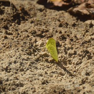 Cloudless Sulphur (Phoebis sennae)