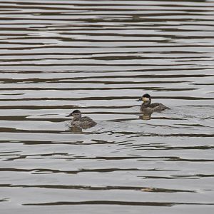 Ruddy Ducks (Oxyura jamaicensis)