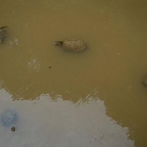 Common Snapping Turtles (Chelydra serpentina)