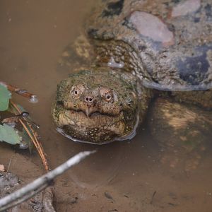 Common Snapping Turtle (Chelydra serpentina)