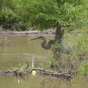 Great Blue Heron (Ardea herodias)