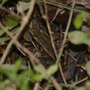 Southern Leopard Frog (Lithobates sphenocephalus)
