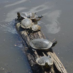 River Cooter (Pseudemys concinna) and Pond Slider (Trachemys scripta)
