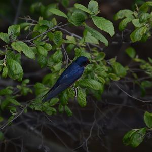 Barn Swallow (Hirundo rustica)