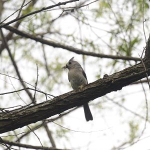Tufted Titmouse (Baeolophus bicolor)