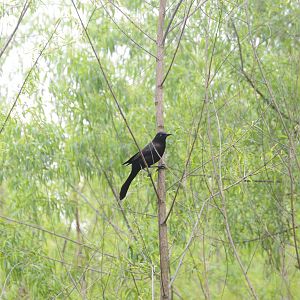 Common Grackle (Quiscalus quiscula)