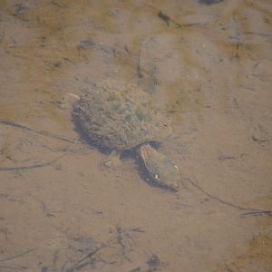 Eastern Musk Turtle (Sternotherus odoratus)