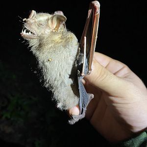 Intermediate Fruit-eating Bat (Artibeus intermedius)