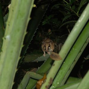 Mexican Mouse Opossum (Marmosa mexicana)