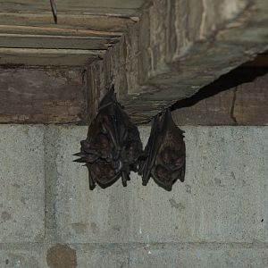 Fringe-lipped Bat (Trachops cirrhosus)