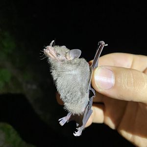 Gray’s Long-tongued Bat (Glossophaga leachii)