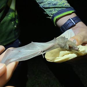 Gray’s Long-tongued Bat (Glossophaga leachii)