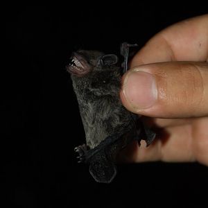 Argentine Brown Bat (Eptesicus furinalis)