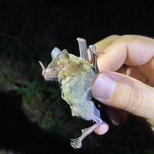 Tricolored Bat (Glyphonycteris sylvestris)
