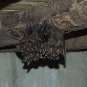 Fringe-lipped Bat (Trachops cirrhosus)