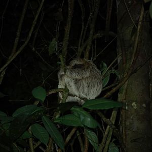 Brown-throated Three-toed Sloth (Bradypus variegatus)