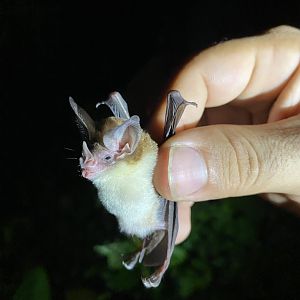 Schmidt's Big-eared Bat (Micronycteris schmidtorum)